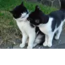 ස්ටිකර්