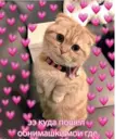 ஸ்டிக்கர்