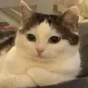 স্টিকার