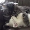 স্টিকার