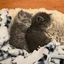 স্টিকার