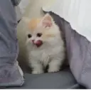 স্টিকার