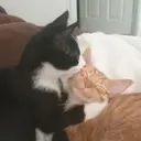 স্টিকার