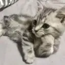 স্টিকার