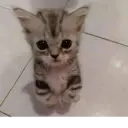 স্টিকার