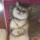 স্টিকার