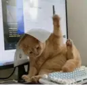 স্টিকার