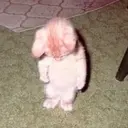 স্টিকার