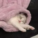 স্টিকার