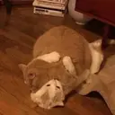 স্টিকার