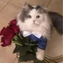 স্টিকার