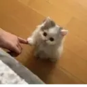 স্টিকার