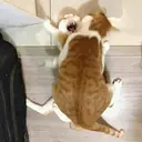 স্টিকার