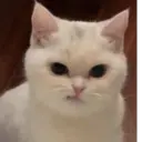 স্টিকার