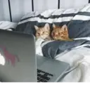 স্টিকার