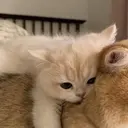 স্টিকার