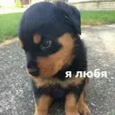 ஸ்டிக்கர்