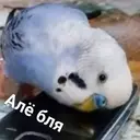 ஸ்டிக்கர்