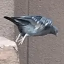 Կպչուն պիտակ