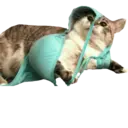 ស្ទីកเกอร์