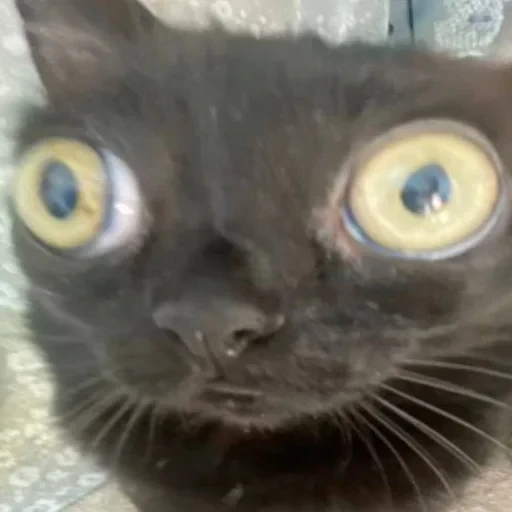 স্টিকার