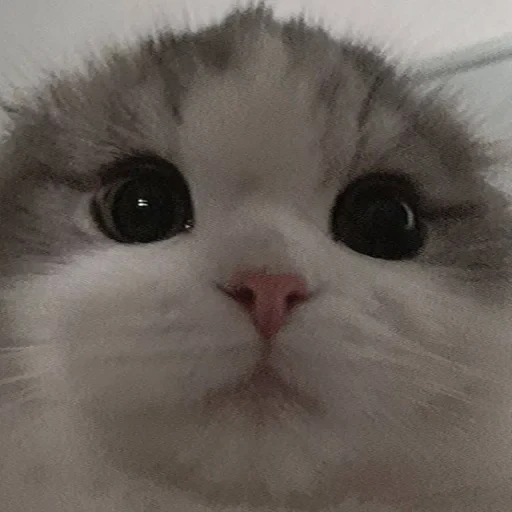 স্টিকার