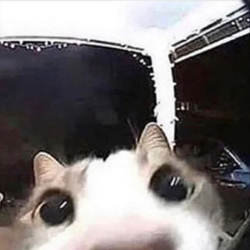 স্টিকার