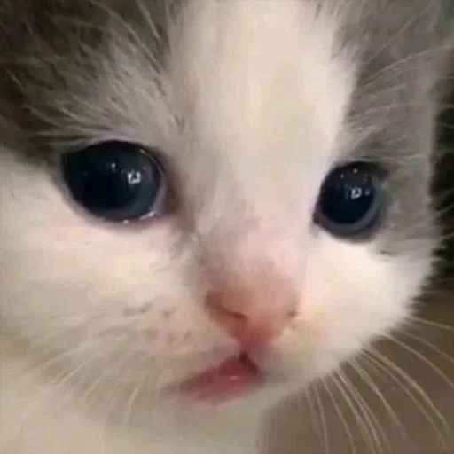 স্টিকার