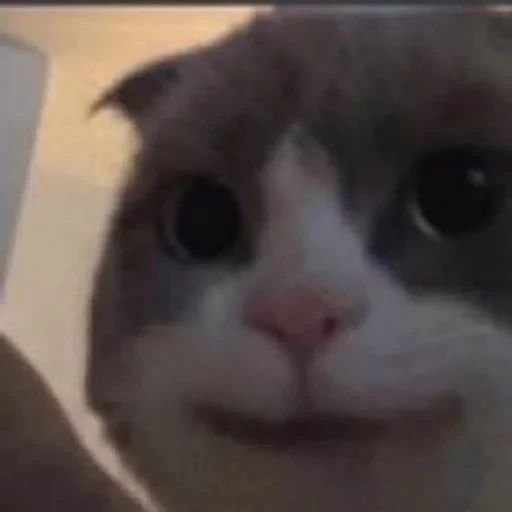 স্টিকার