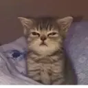 สติกเกอร์