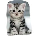 ស្ទីកเกอร์