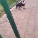 స్టికర్