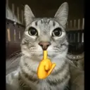 స్టికర్