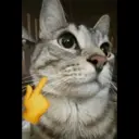 స్టికర్