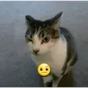 స్టికర్