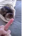 ஸ்டிக்கர்