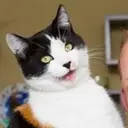 ஸ்டிக்கர்