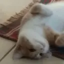 ஸ்டிக்கர்