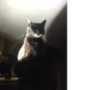 ஸ்டிக்கர்