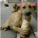 ஸ்டிக்கர்