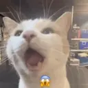 สติกเกอร์