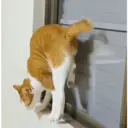 ஸ்டிக்கர்