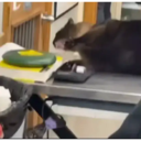 స్టికర్