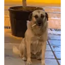 స్టికర్