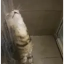 স্টিকার