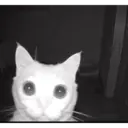 স্টিকার