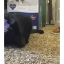 স্টিকার