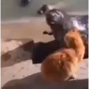 স্টিকার