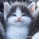 Կպչուն պիտակ