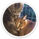 ស្ទីកเกอร์